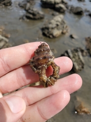 Alanbeuella corrugata