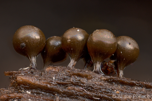 Representative image of Trichia