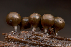 Trichia crateriformis