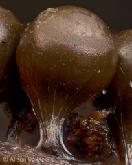 Trichia crateriformis