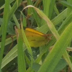 Colias dimera