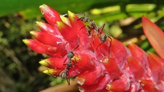Dolichoderus attelaboides