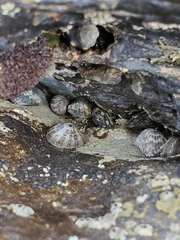 Fissurella virescens