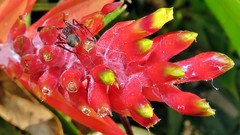 Dolichoderus attelaboides