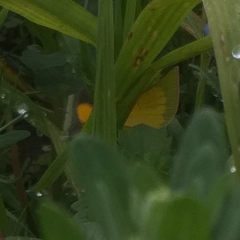 Colias dimera