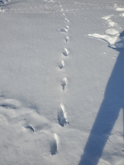 Urocyon cinereoargenteus cinereoargenteus