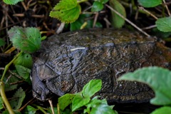 Hydromedusa tectifera