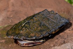 Hydromedusa tectifera