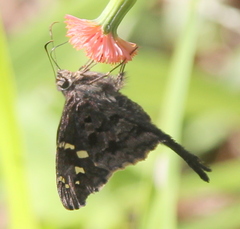 Thorybes dorantes dorantes