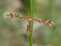 Oxyptilus pilosellae
