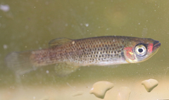 Fundulus escambiae