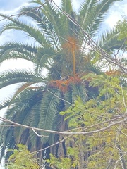 Psittacara erythrogenys