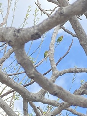 Psittacara erythrogenys