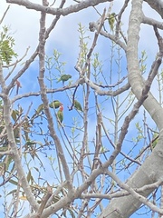 Psittacara erythrogenys