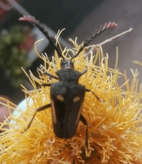 Calocomus desmarestii