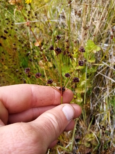 Juncus planifolius