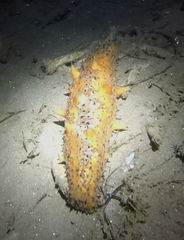 Apostichopus parvimensis