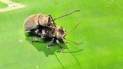 Brevicolaspis griseovillosa