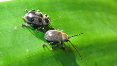 Brevicolaspis griseovillosa