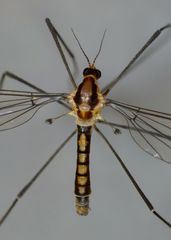 Leptotarsus subtener