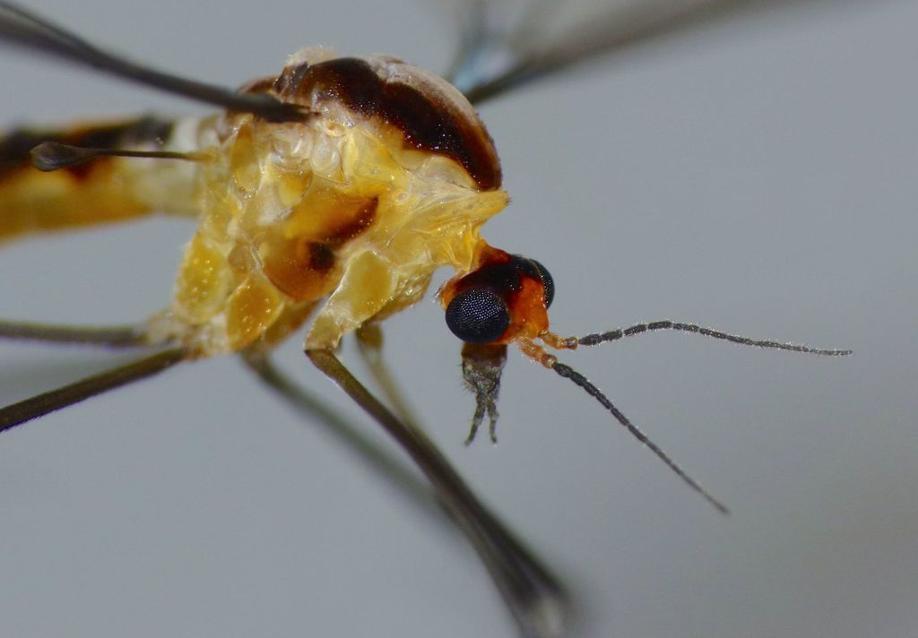 Leptotarsus subtener