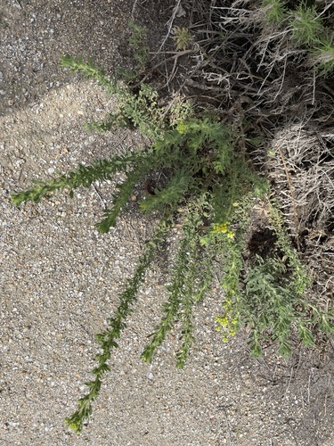 iNaturalist observation photo of Coastal Goldenbush
