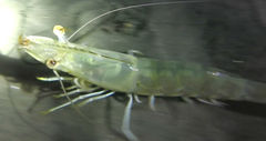 Penaeus