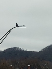 Corvus brachyrhynchos