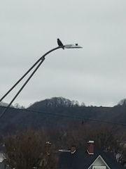 Corvus brachyrhynchos