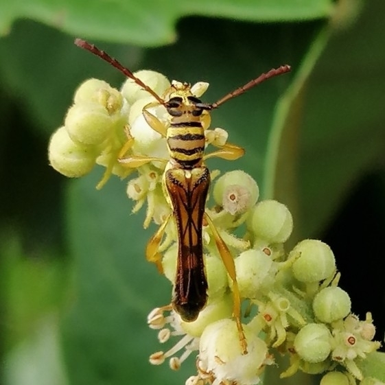 Odontocera fasciata