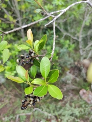 Lithraea brasiliensis