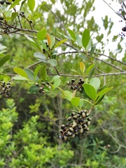 Lithraea brasiliensis