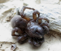 Amblyocarenum walckenaeri