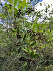 Lithraea brasiliensis