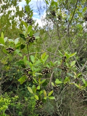 Lithraea brasiliensis