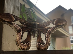 Rothschildia hopfferi