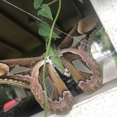 Rothschildia hopfferi