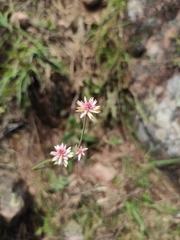 Pfaffia tuberosa