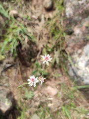 Pfaffia tuberosa