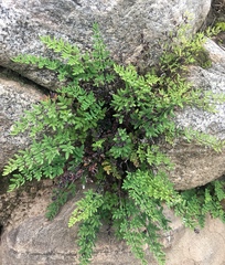 Argyrochosma nivea nivea