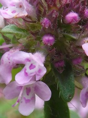 Thymus praecox
