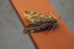 Agrius godarti