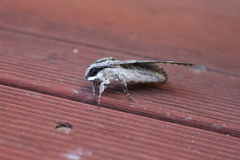 Agrius godarti