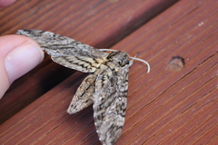 Agrius godarti