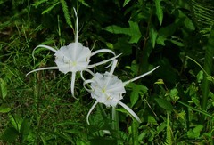 Hymenocallis duvalensis