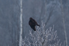 Buteo buteo