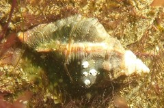 Muricoidea