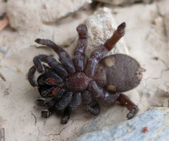 Amblyocarenum walckenaeri