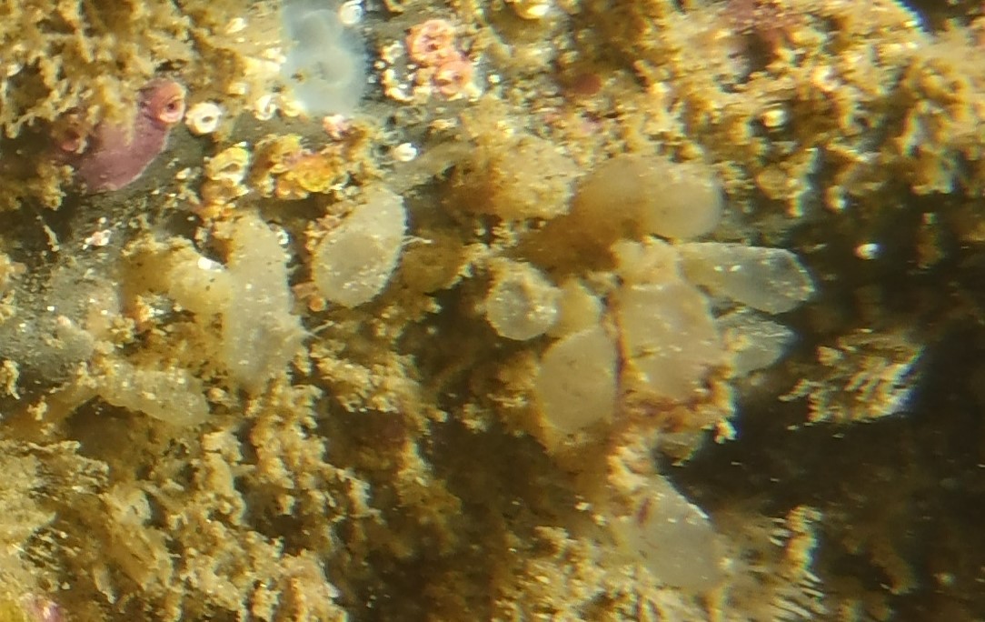Euherdmania claviformis (Ritter, 1903)