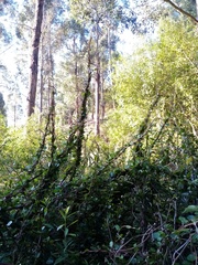 Muehlenbeckia australis × complexa